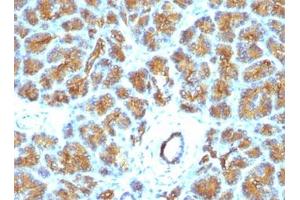 FFPE human pancreas tested with Lactadherin antibody (EDM45) (MFGE8 Antikörper)