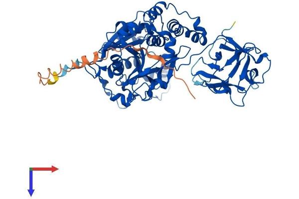 GALNT12 Protein (AA 1-576) (His tag)