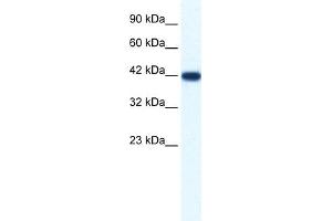 WB Suggested Anti-IBSP Antibody Titration:  1.