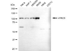 anti-Hect Domain and RLD 5 (HERC5) antibody