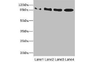 Western blot All lanes: TAS1R3 antibody at 1. (TAS1R3 Antikörper  (AA 400-570))