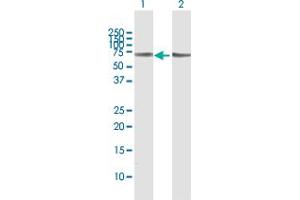 Western Blot analysis of SLC5A1 expression in transfected 293T cell line by SLC5A1 MaxPab polyclonal antibody.
