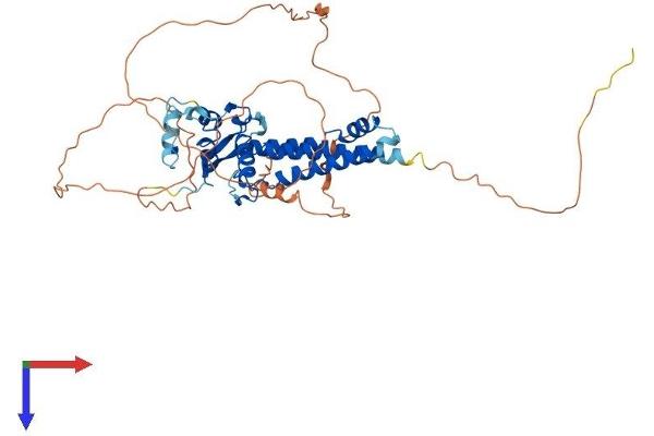 TFAP2D Protein (AA 1-452) (His tag)