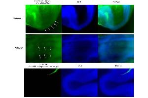 anti-UNC Homeobox (UNCX) (AA 191-530), (C-Term) antibody