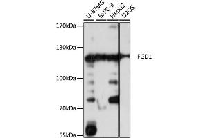 Western blot analysis of extracts of various cell lines, using FGD1 antibody (ABIN7267284) at 1:1000 dilution. (FGD1 Antikörper  (AA 700-800))