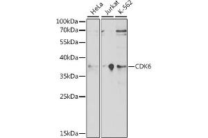 Western blot analysis of extracts of various cell lines, using CDK6 antibody (ABIN7266595) at 1:1000 dilution. (CDK6 Antikörper  (AA 1-326))