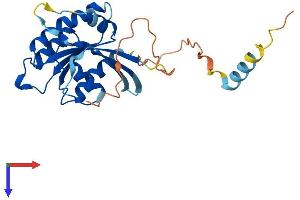 RASL11B Protein (AA 1-247) (His tag)
