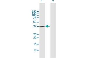 Western Blot analysis of RFC4 expression in transfected 293T cell line by RFC4 MaxPab polyclonal antibody.