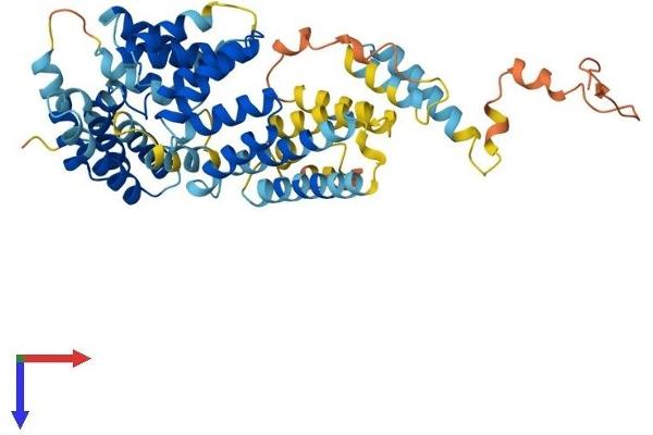 IFIT3 Protein (AA 1-490) (His tag)