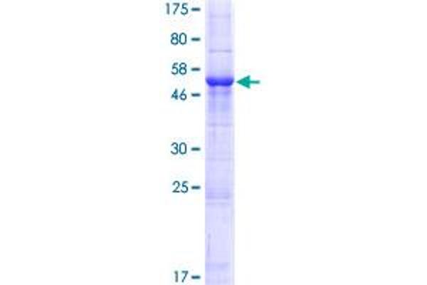 GSG1 Protein (AA 1-282) (GST tag)