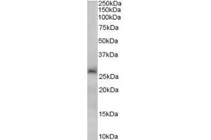 ABIN185498 (0. (SIRT3 Antikörper  (C-Term))