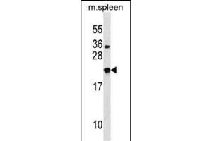 NXPH3 Antibody (N-term) (ABIN1538969 and ABIN2848564) western blot analysis in mouse spleen tissue lysates (35 μg/lane).