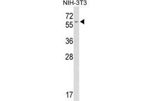 Western blot analysis of FKBP9 antibody (C-term) in mouse NIH-3T3 tissue lysates (35 µg/lane). (FKBP9 Antikörper  (C-Term))