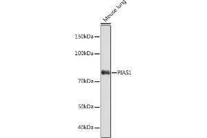 Western blot analysis of extracts of Mouse lung, using PI Rabbit mAb (ABIN7269622) at 1:1000 dilution. (PIAS1 Antikörper)