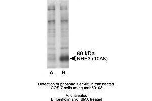 Image no. 1 for anti-Solute Carrier Family 9 (Sodium/hydrogen Exchanger), Member 3 (SLC9A3) (pSer605), (pSer607) antibody (ABIN363257)