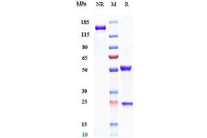 Anti-IL-2Ra / CD25 Reference Antibody (daclizumab) on SDS-PAGE under reducing (R) condition. (Rekombinanter IL2RA (Daclizumab Biosimilar) Antikörper)