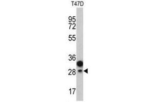 Image no. 1 for anti-Protein C Receptor, Endothelial (PROCR) (Middle Region) antibody (ABIN452834) (PROCR Antikörper  (Middle Region))