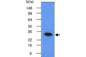 Western blot analysis of 293T cell lysates (50 ug) were resolved by SDS - PAGE , transferred to PVDF membrane and probed with GMNN monoclonal antibody , clone 2H7 (1 : 500) .