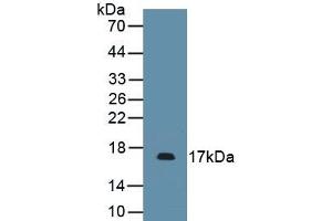 Detection of Recombinant PDGFA, Mouse using Polyclonal Antibody to Platelet Derived Growth Factor Subunit A (PDGFA) (PDGFA Antikörper)