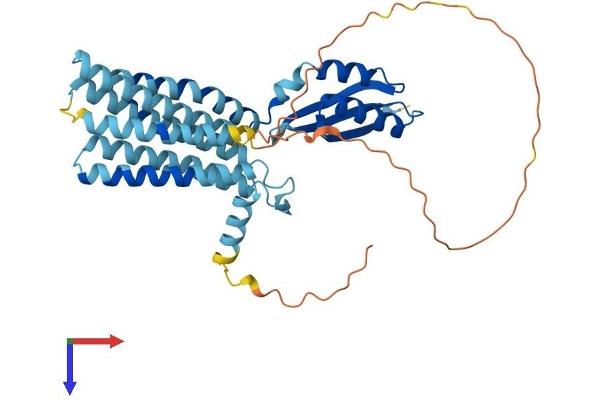 SLC30A7 Protein (AA 1-376) (His tag)