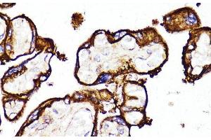 Immunohistochemistry of paraffin-embedded Human placenta using MME Polyclonal Antibody at dilution of 1:100 (40x lens). (MME Antikörper)