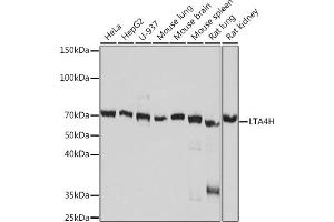 Western blot analysis of extracts of various cell lines, using LTH Rabbit mAb (ABIN7268244) at 1:1000 dilution. (LTA4H Antikörper)