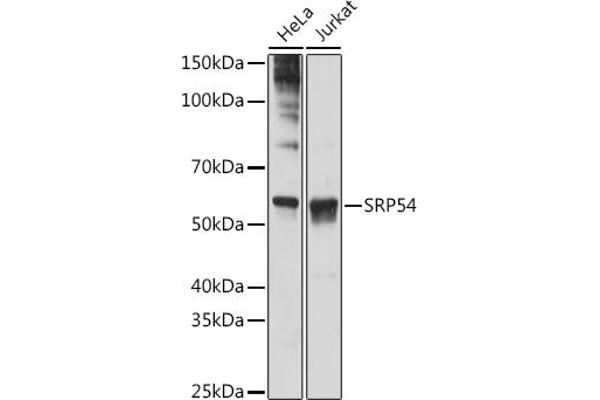 SRP54 antibody