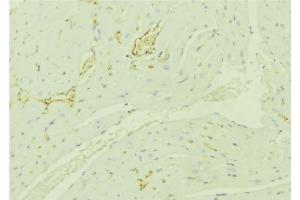 ABIN6276350 at 1/100 staining Mouse liver tissue by IHC-P. (TBRG4 Antikörper  (C-Term))