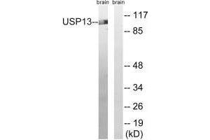 Western blot analysis of extracts from mouse brain cells, using USP13 antibody. (USP13 Antikörper)