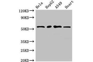 Western Blot Positive WB detected in: Hela whole cell lysate, HepG2 whole cell lysate, A549 whole cell lysate, Mouse heart tissue All lanes: MEF2D antibody at 2.
