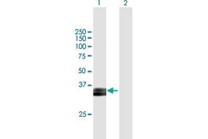 Western Blot analysis of PRSS8 expression in transfected 293T cell line by PRSS8 MaxPab polyclonal antibody. (PRSS8 Antikörper  (AA 1-343))