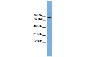 ARHGEF19 antibody used at 1 ug/ml to detect target protein. (ARHGEF19 Antikörper)