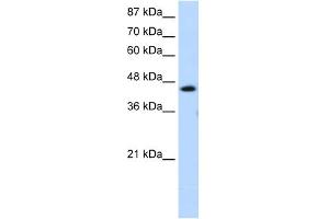 WB Suggested Anti-GTF2H4 Antibody Titration:  1. (GTF2H4 Antikörper  (C-Term))