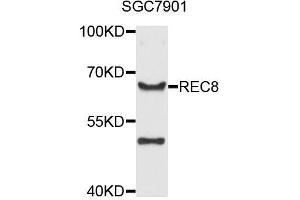 Western blot analysis of extracts of SGC-7901 cells, using REC8 antibody (ABIN5996123) at 1/1000 dilution. (REC8 Antikörper)