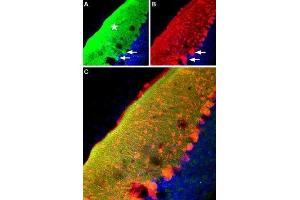Expression of RyR2 in mouse cerebellum - Immunohistochemical staining of mouse cerebellum frozen sections with Anti-Ryanodine Receptor 2 Antibody (ABIN7043605, ABIN7045213 and ABIN7045214), (1:100), (green fluorescence). (RYR2 Antikörper  (Intracellular))