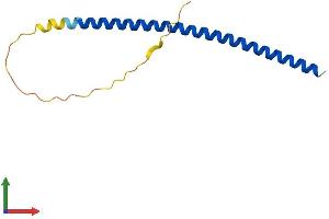 AlphaFold protein structure predicition of Human Recombinant TEX12 Protein, UniprotID Q9BXU0