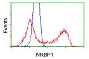 Flow Cytometry (FACS) image for anti-Nuclear Receptor Binding Protein 1 (NRBP1) antibody (ABIN1499825) (NRBP1 Antikörper)
