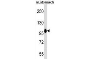 Western Blotting (WB) image for anti-Coatomer Protein Complex, Subunit beta 2 (COPB2) antibody (ABIN3000575) (COPB2 Antikörper)