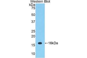 Western blot analysis of the recombinant protein. (PTGS2 Antikörper  (AA 240-351))