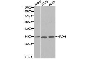 Western blot analysis of extracts of various cell lines, using HADH antibody. (HADH Antikörper  (AA 1-314))