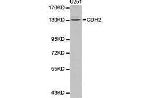 Western Blotting (WB) image for anti-Cadherin 2 (CDH2) antibody (ABIN1871706) (N-Cadherin Antikörper)