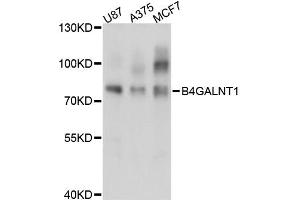 Western blot analysis of extracts of various cell lines, using B4GALNT1 antibody (ABIN6291805) at 1:3000 dilution. (B4GALNT1 Antikörper)