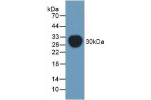 Western blot analysis of recombinant Mouse Pgp. (ABCB1 Antikörper)