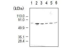 Western Blotting (WB) image for anti-Karyopherin (Importin) alpha 4 (KPNA4) (full length) antibody (ABIN2452037) (KPNA4 Antikörper  (full length))