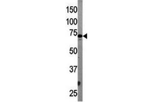 Western blot testing of APG7 antibody and mouse liver tissue lysate. (ATG7 Antikörper  (AA 284-313))