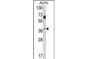 Western blot analysis of PSMD7 Antibody (N-term) (ABIN389456 and ABIN2839522) in  cell line lysates (35 μg/lane).