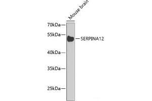 Western blot analysis of extracts of Mouse brain using SERPINA12 Polyclonal Antibody at dilution of 1:1000.