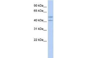 WB Suggested Anti-ACTL7B Antibody Titration: 0. (Actl7b Antikörper  (Middle Region))