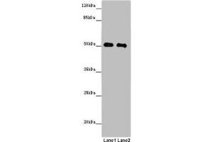 Western blot All lanes: MCRS1 antibody at 8 μg/mL Lane 1: Jurkat whole cell lysate Lane 2: Hela whole cell lysate Secondary Goat polyclonal to rabbit IgG at 1/10000 dilution Predicted band size: 52, 54, 51, 32 kDa Observed band size: 52 kDa (MCRS1 Antikörper  (AA 1-138))