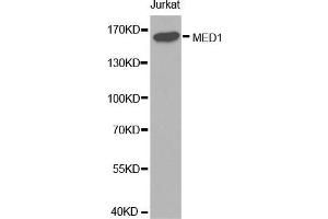 Western blot analysis of extracts of Jurkat cell lines, using MED1 antibody. (MED1 Antikörper  (AA 1-300))